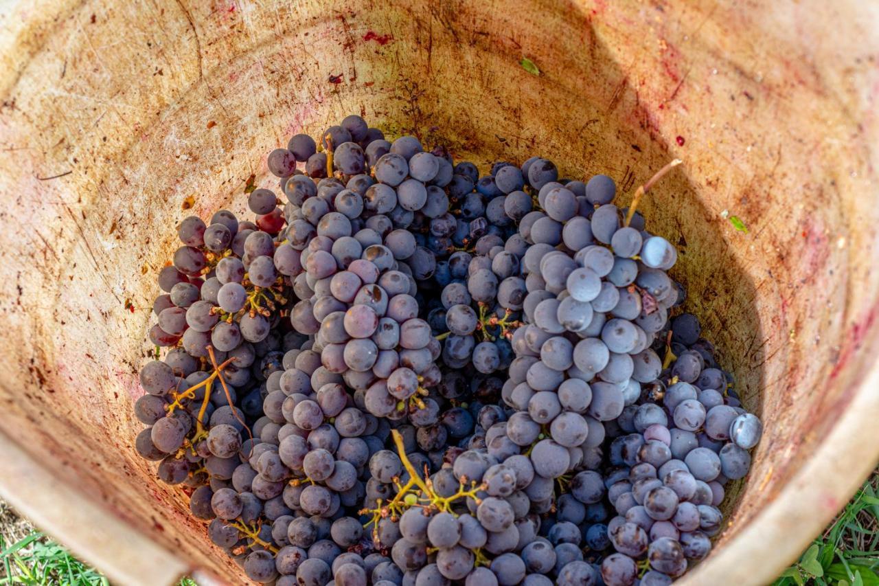 Podere Sant'Antonio Fauglia Luaran gambar