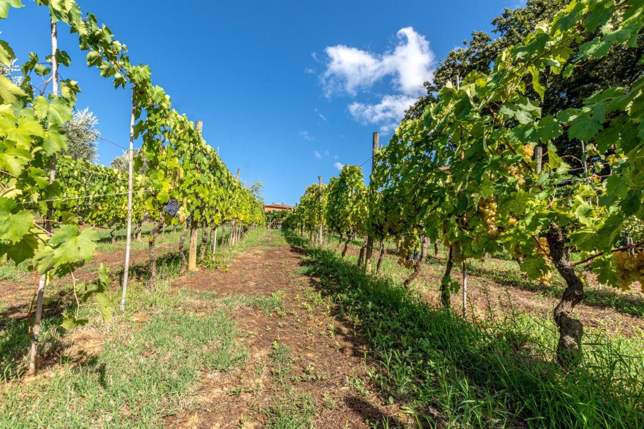 Podere Sant'Antonio Fauglia Luaran gambar